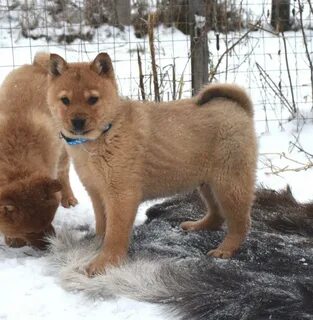 Кфл