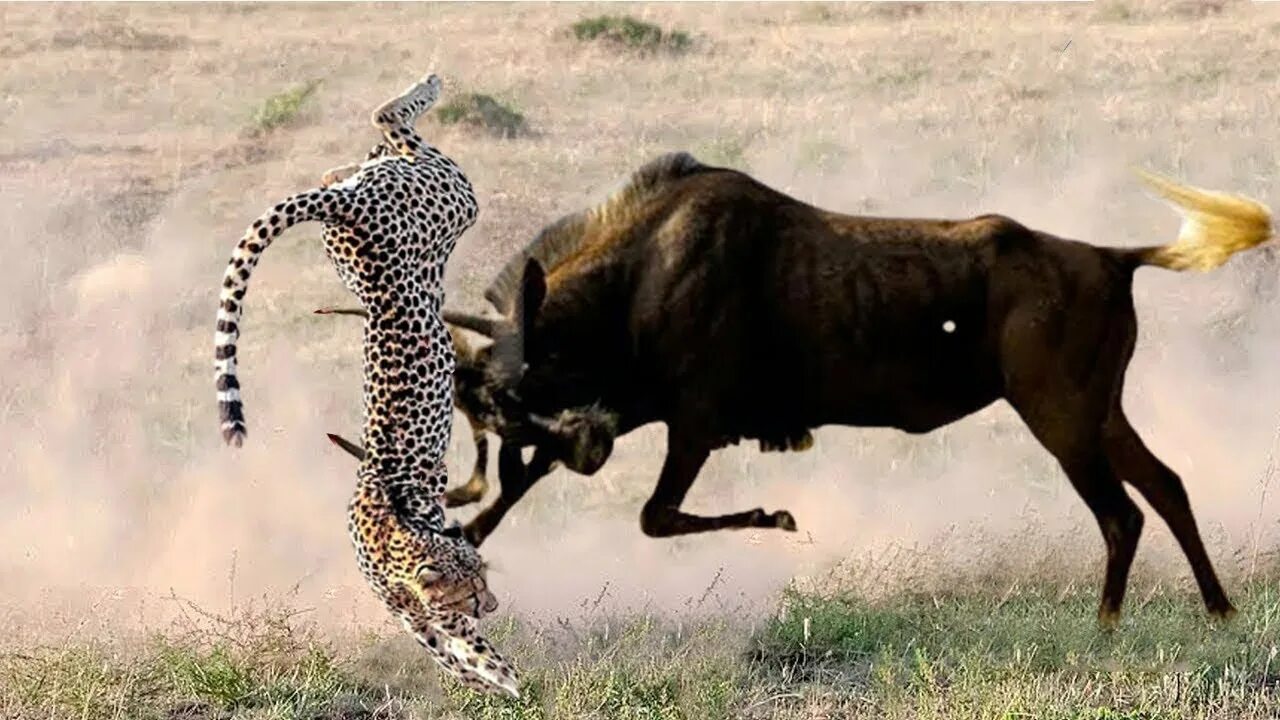 Битва животных в природе видео. Леопард против антилопы гну. Гепард охотится на антилопу гну. Бои животных. Гепард охотится.
