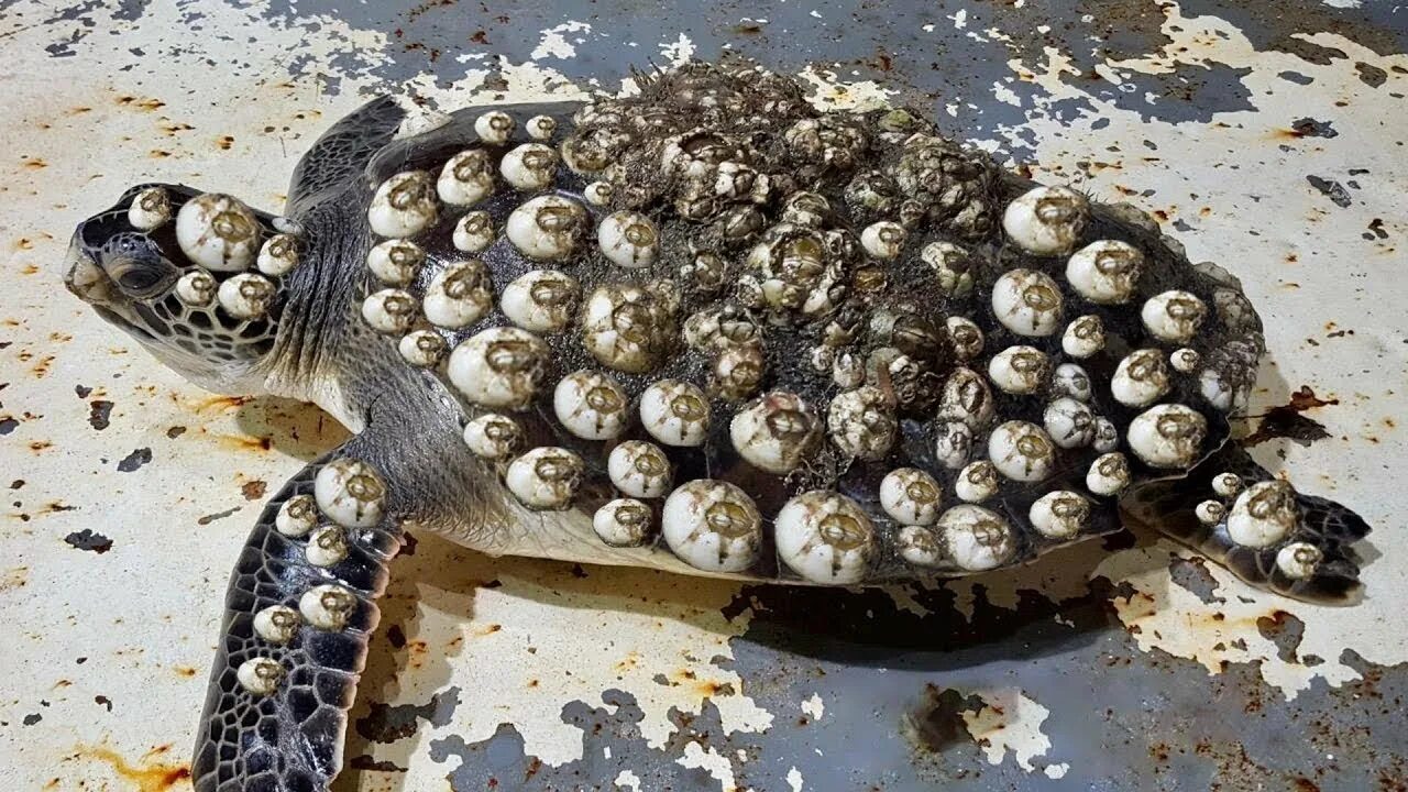 Морские желуди на черепахах. Морские желуди на черепахах. Паразиты морских черепах. Паразиты на морских черепахах. Панцирь морской черепахи.