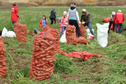 Морковный спас