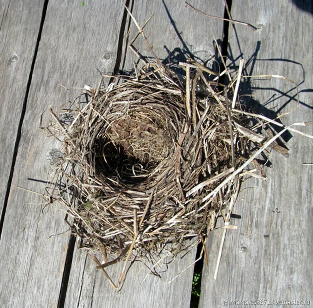 Nest create