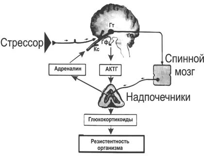 Адреналин мозг