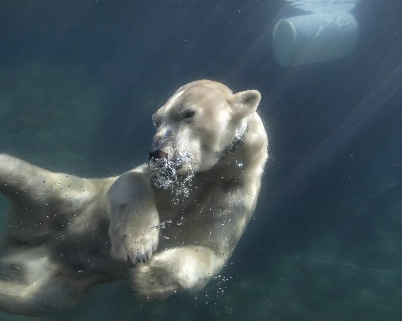 Звери под водой. Животные в воде. Животные под водой. Белый медведь под водой. Белый медведь плавает.