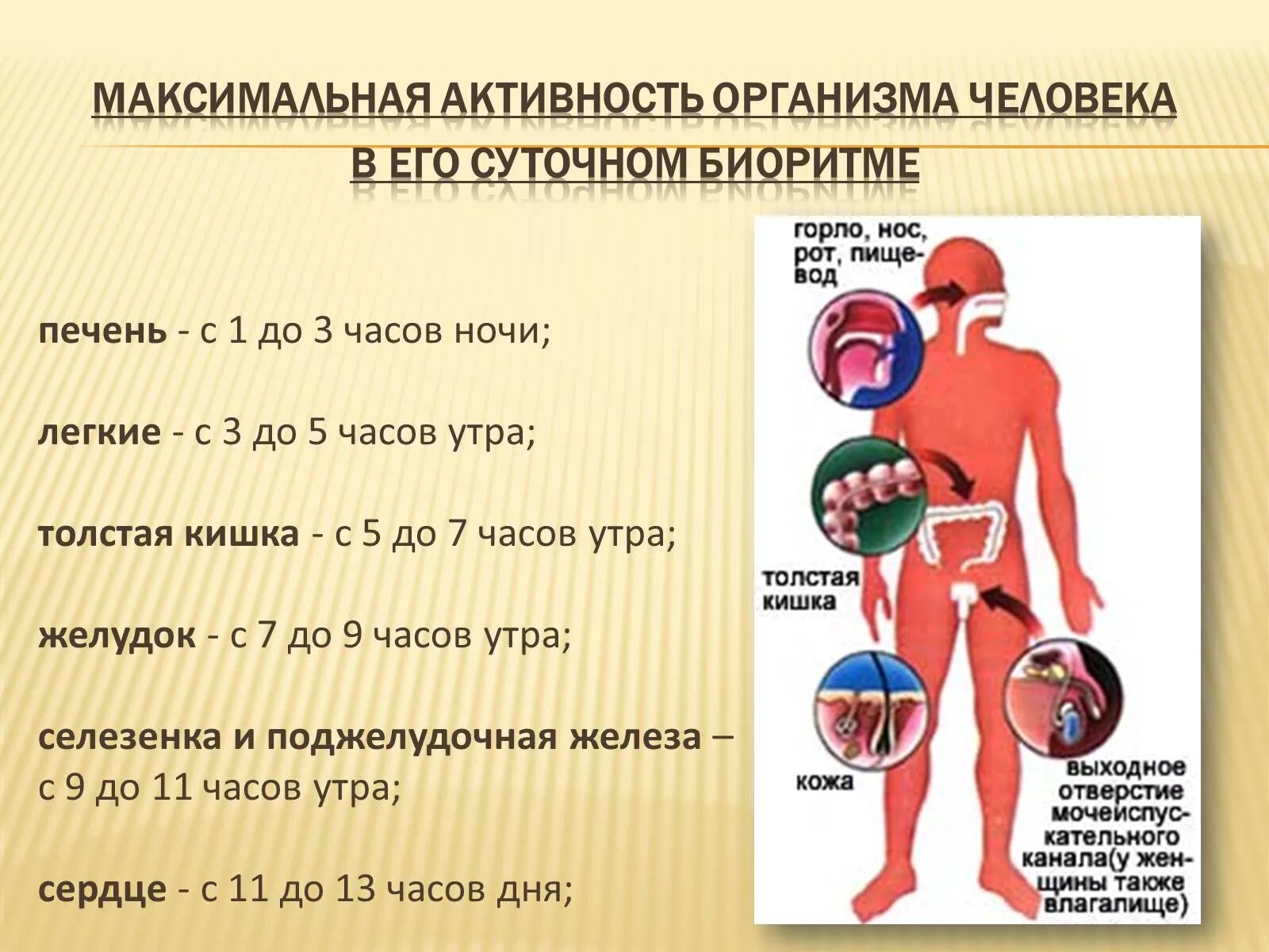 Биоритмы человека. Биологические ритмы организма человека. Физиологические ритмы человека. Суточные биоритмы органов человека.