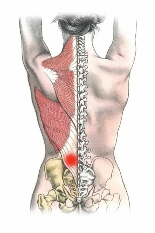 Боль в спине крестец. Мышцы пояснично-крестцового отдела позвоночника. Анатомия мышц пояснично крестцового отдела. Фасция копчика и крестца. Мышцы поясницы и крестца.