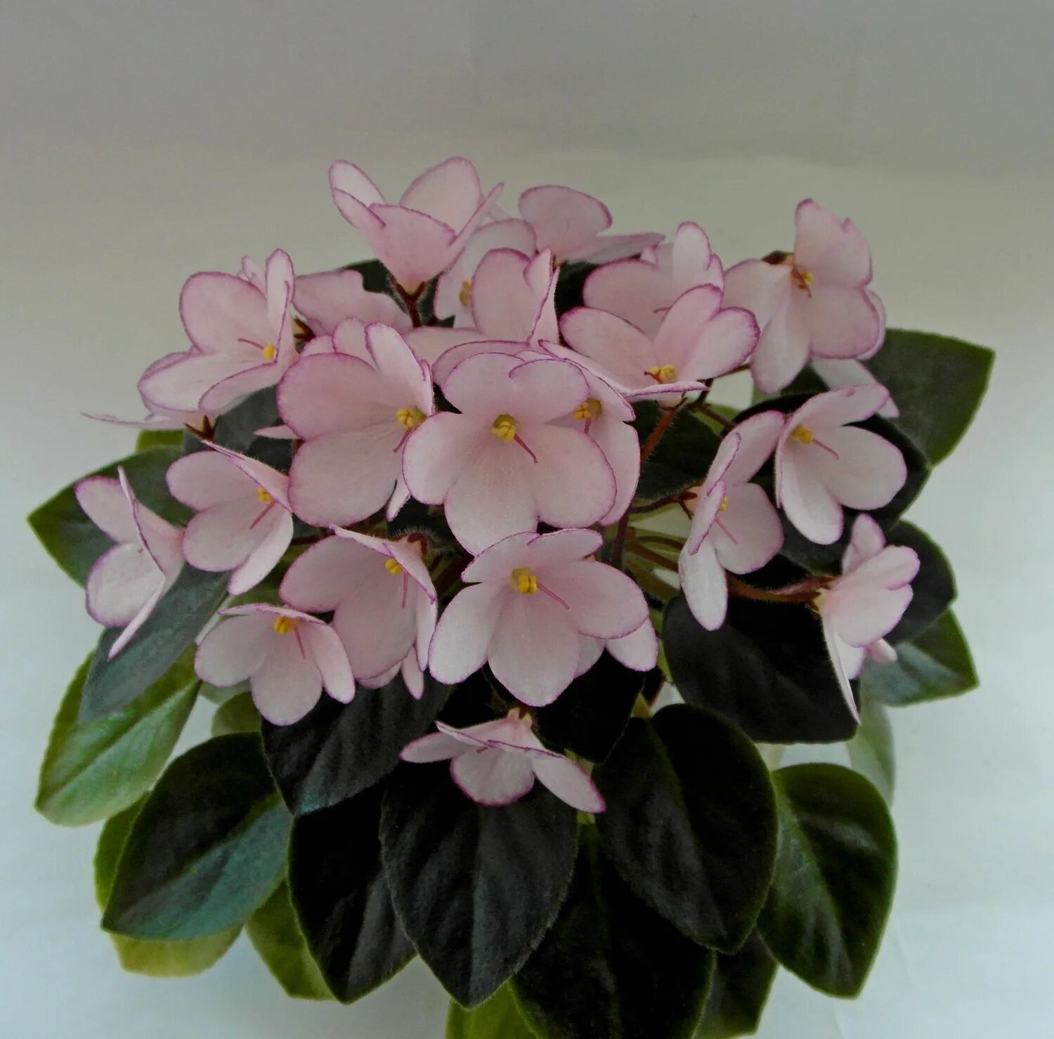 н-дюймовочка спорт. фиалка дюймовочка мини. н-дюймовочка фиалка. н-дюймовочка фиалка. фиалка дюймовочка мини.