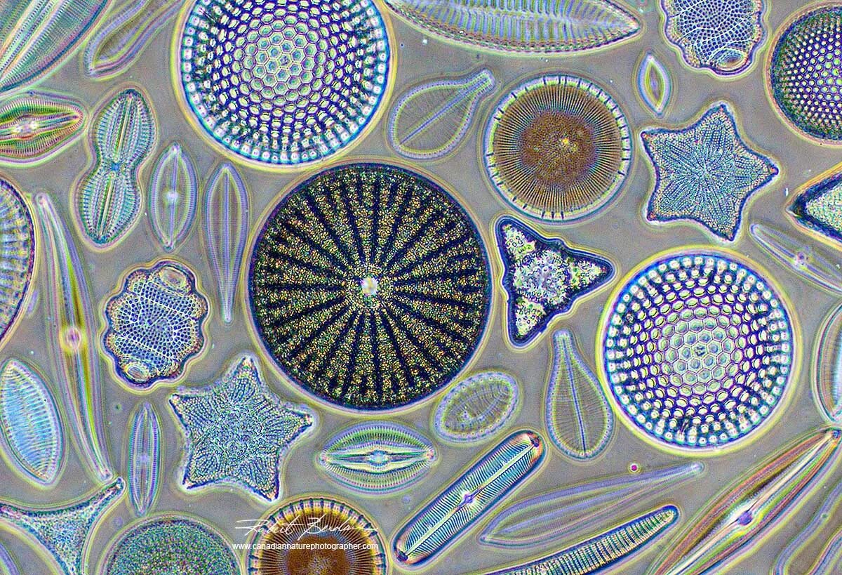 Морские диатомовые водоросли. Диатомовые водоросли диатомеи. Bacillariophyta диатомовые водоросли. Bacillariophyta диатомовые водоросли. Раковины диатомовых водорослей.