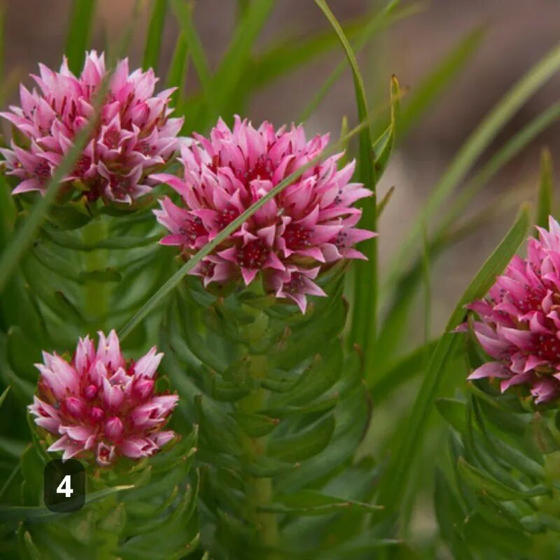 родиола четырехлепестная. родиола розовая золотой корень. родиола четырехлепестная. родиола четырехчленная красная щетка. родиола розовая красная щетка.