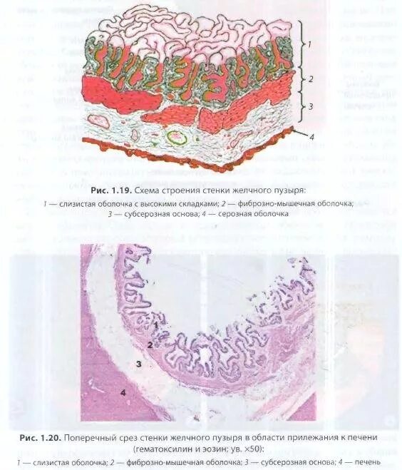 Оболочки желчного пузыря. Строение стенки желчного пузыря гистология. Строение слизистой оболочки желчного пузыря гистология. Стенка желчного пузыря гистология. Слизистая желчного пузыря гистология.