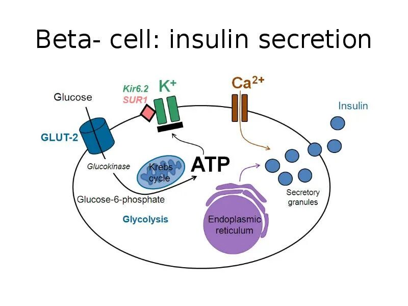Insulin secretion. Beta Cells. Beta Cell insuline. Бета-клетки мет. Инсулин.