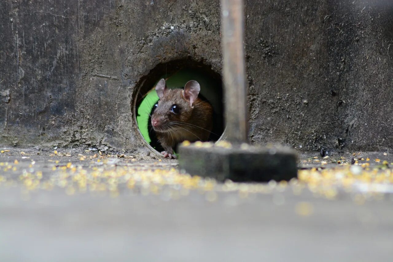 Hidden mouse