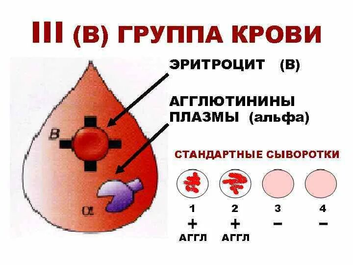 Агглютинин Альфа. Альфа и бета агглютинины. Агглютинины Альфа и Бетта. Агглютинины 3 группы крови.