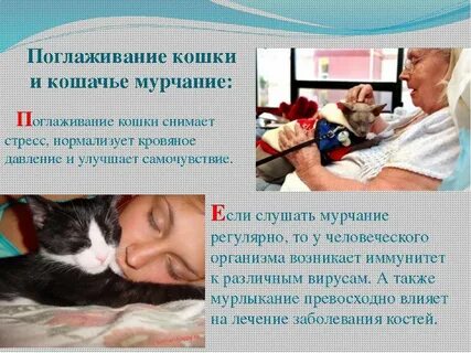 Лечение кошачьей болезни