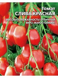 Слива томат
