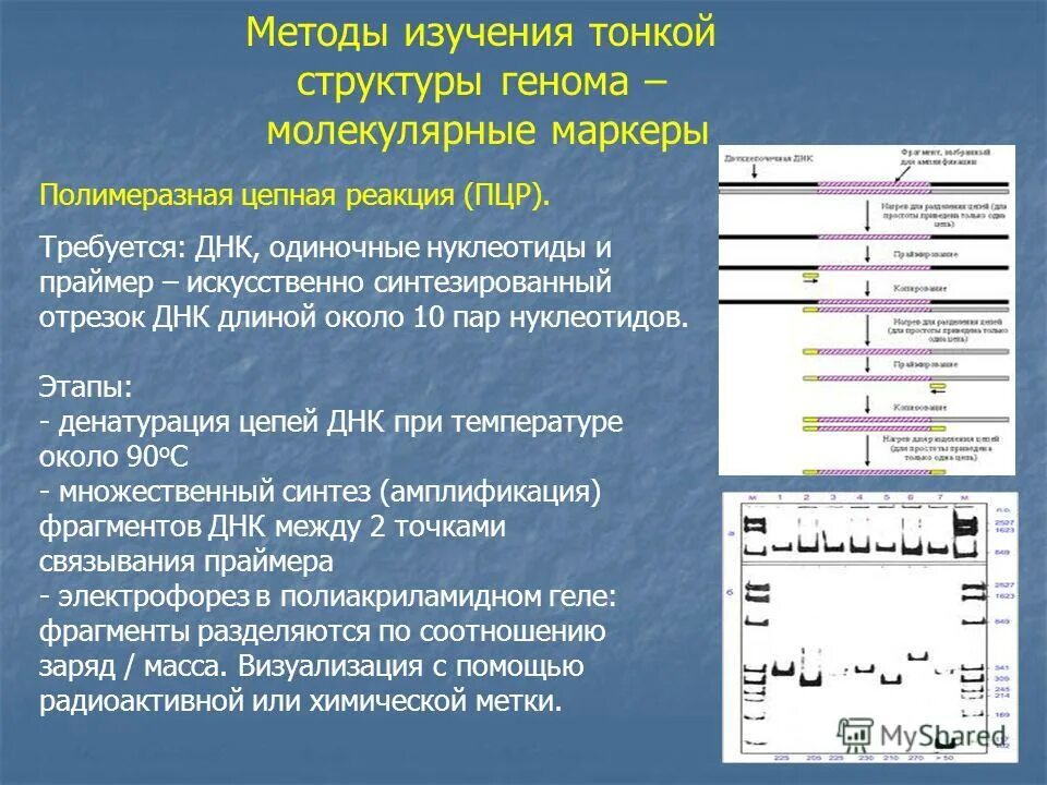 При расшифровке генома ржи. Методы исследования генома. Методы изучения генома человека. Геном строение методы исследования. Геном человека современные методы его изучения.