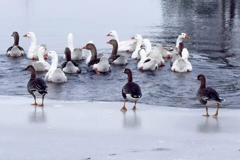 Гуси белоруссия
