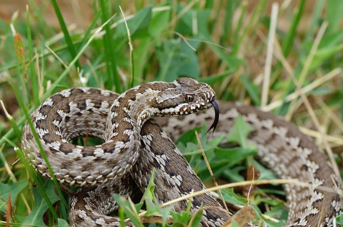 Полоз сканворд. Гадюка Степная Крымская. Гадюка Сахалинская ( Vipera sachalinensis ). Полоз гадюка. Степная гадюка гадюка.