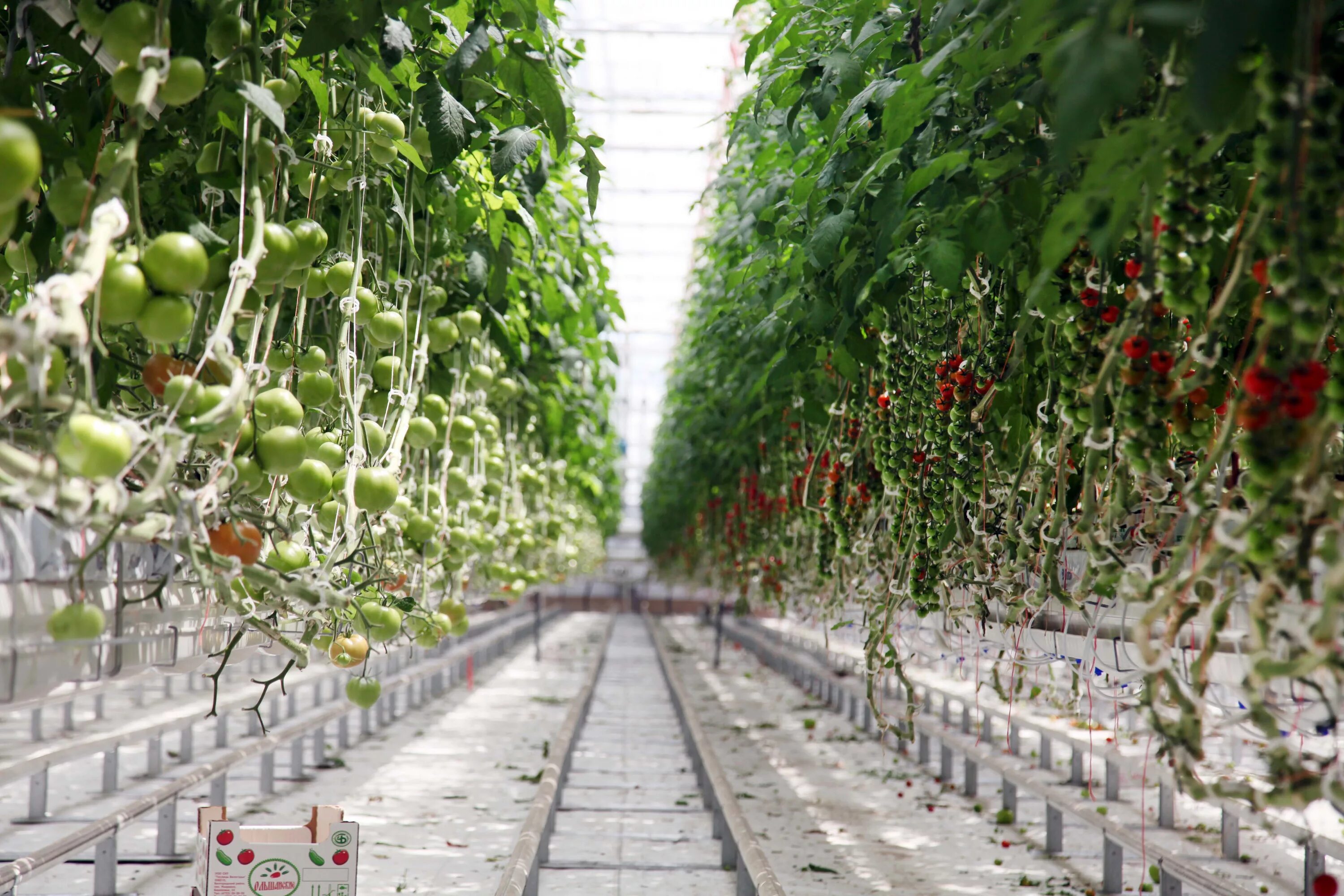 Теплицы белогорья таврово. Тепличный комплекс гринхаус старый оскол. Теплицы белогорья разумное. Теплицы белогорья главный агроном. Теплицы белогорья разумное директор.