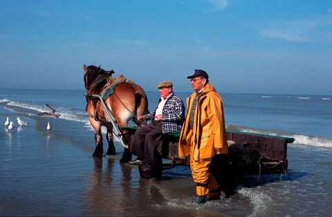 Horse fishing