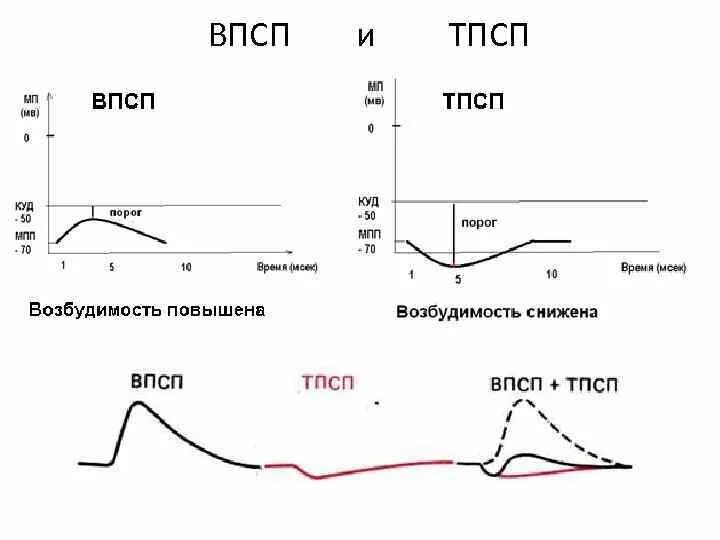 Тормозной постсинаптический потенциал (тпсп). Механизм формирования впсп физиология. Тормозной постсинаптический потенциал (тпсп). Тпсп физиология. Постсинаптический потенциал и потенциал действия отличия.