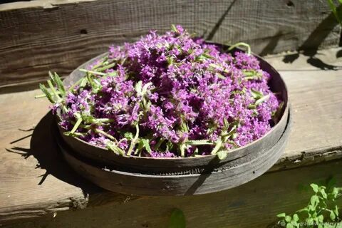 Травы нижний новгород