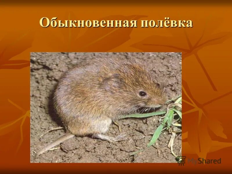 полевая мышь предложение простое. предлоги задания. полевая мышь предложение простое. мышь полевка зимой. животные обитатели поля.