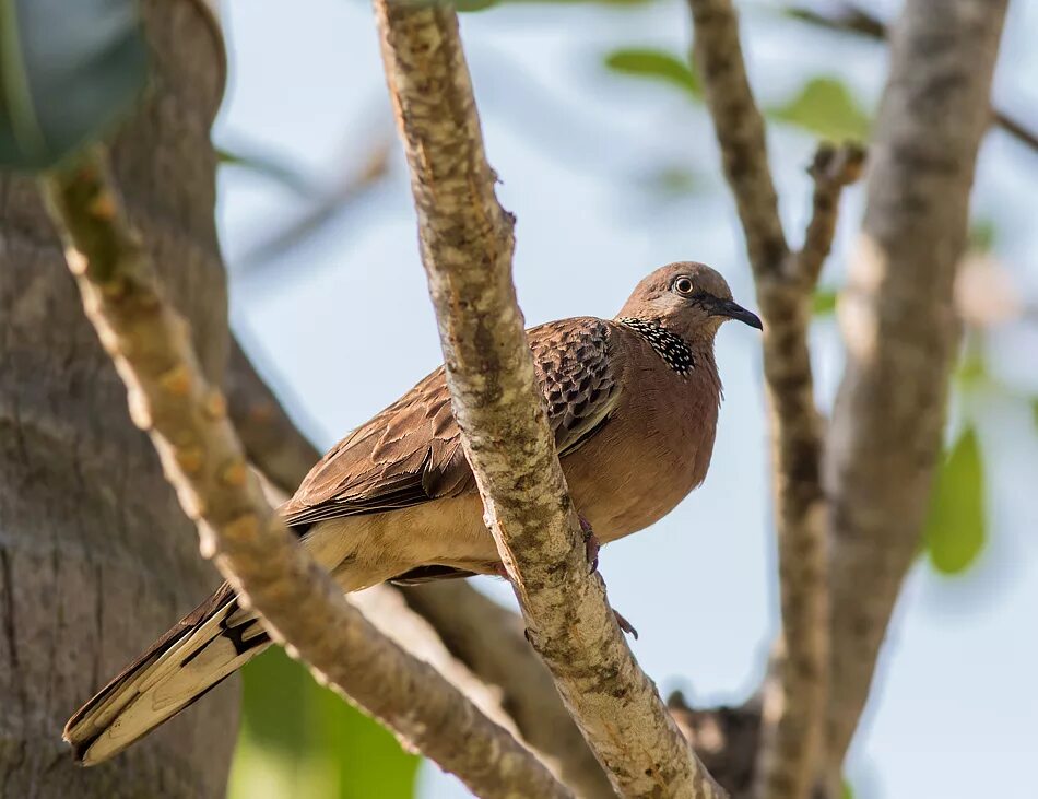 Семейство голубиных. Пятнистая Горлица. Streptopelia chinensis. Птица Горлица пятнистая. Птицы семейства голубиных.