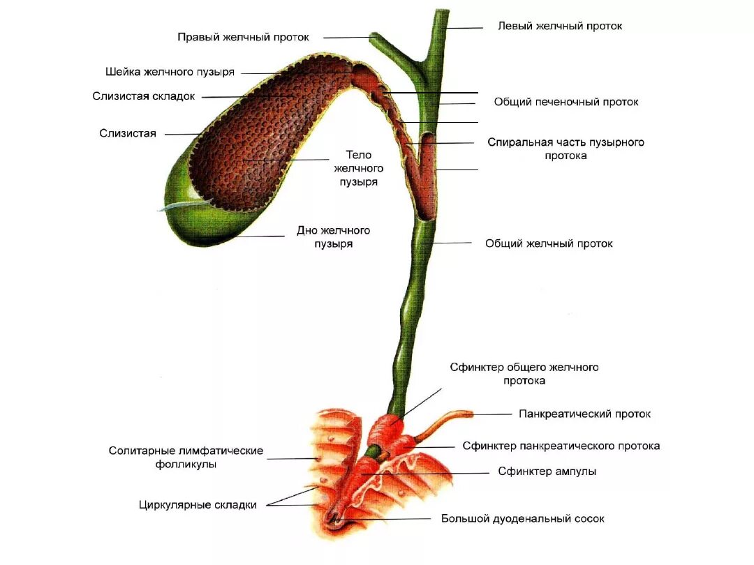 Описание желчного пузыря. Строение желчного пузыря и желчевыводящих путей. Строение желчного пузыря рисунок. Схема желчного пузыря и протоков. Строение желчного пузыря анатомия.