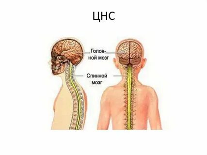 Центральная нервная система это головной мозг
