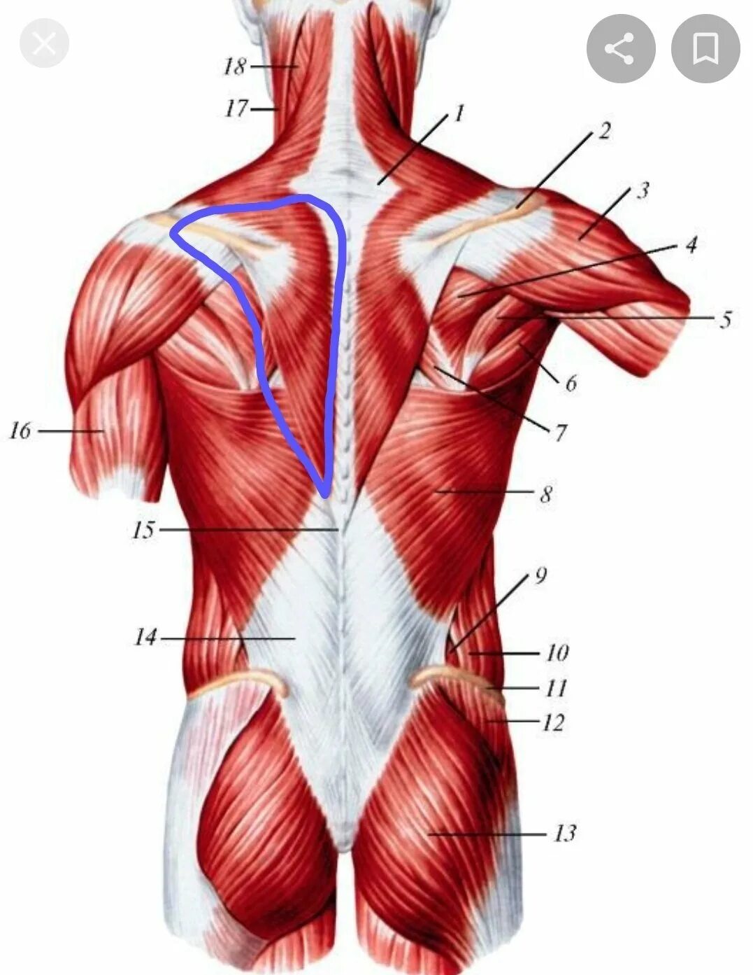 Мышечная система диафрагма. Атлас Синельников мышцы спины. Апоневроз широчайшей мышцы спины. Мышцы спины анатомический атлас. Фасции мышцы спины человека анатомия.
