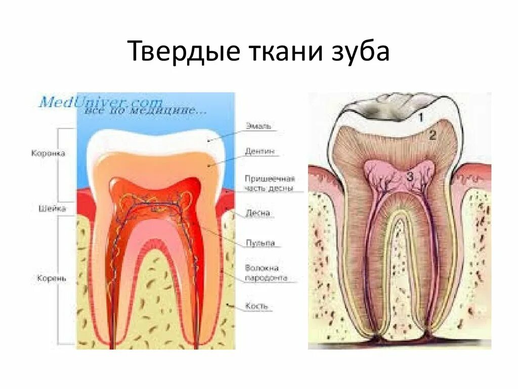 Твердыми тканями зуба являются