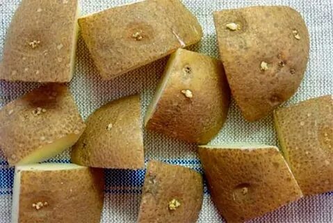 Как правильно разрезать крупный картофель для посадки