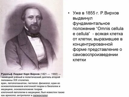 Р вирхов ввел положение