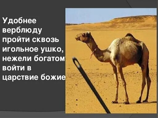 Легче верблюду пройти через