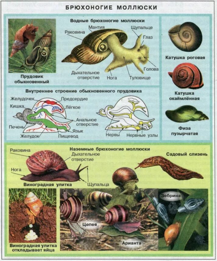 Какой тип развития характерен для прудовика. Брюхоногие моллюски биология. Тип моллюски класс брюхоногие систематика. Биология : класс брюхоногие представители. Тип моллюски класс брюхоногие представители.