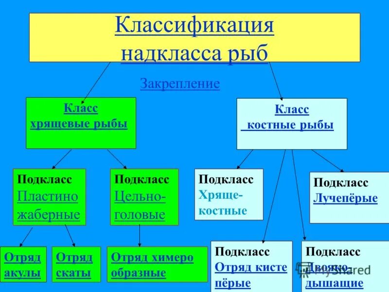 Видеоурок классы рыб