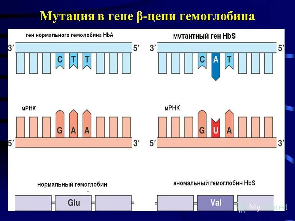 3 мутации