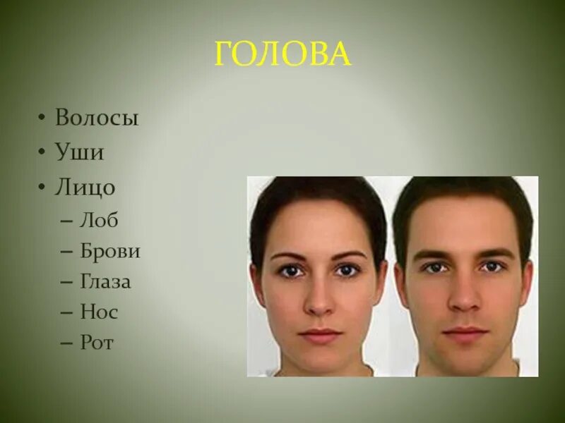 Части лица человека (глаза, брови, нос, рот, лоб). Части тела брови. Части тела брови для детей. Лицо лоб название.