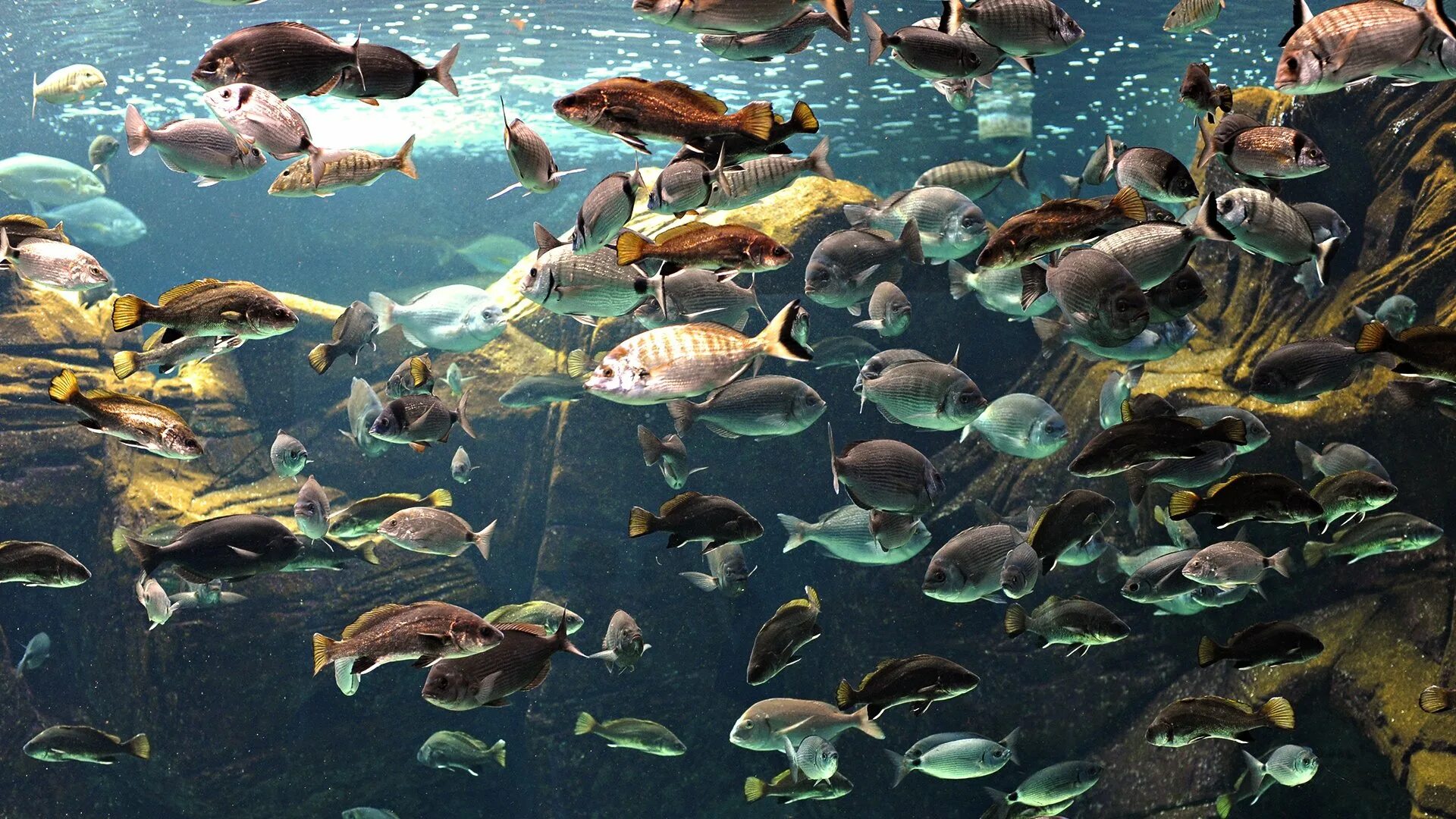 Рыбы обитатели среды. Много рыбок. Рыбы в океане. Многообразие рыб. Подводные обитатели.