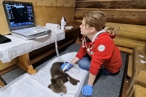 Центр спасения медвежат