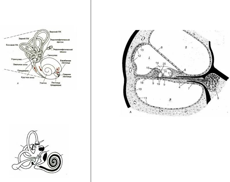 Схема строения внутреннего уха гистология. Внутреннее ухо улитка анатомия. Схема рецепторного отдела слухового анализатора. Строение внутреннего уха гистология. Строение слуховой улитки