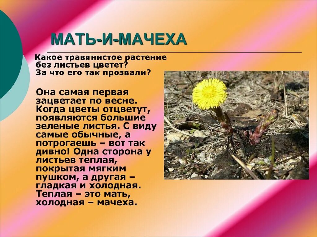 Как пишется зацвела. Сообщение о цветке мать и мачеха 1 класс. Мать и мачеха окружающий мир 2 класс. Мать-и-мачеха рассказ для 2 класса. Сообщение о мать и мачеха 2 класс окружающий мир.