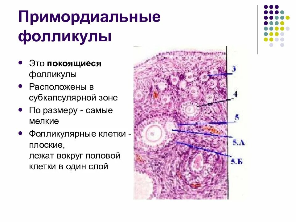 Находится в фолликуле. Вторичный фолликул гистология препарат строение. Строение яичника гистология препарат. Примордиальный фолликул гистология строение. Фолликулы яичника гистология препарат.