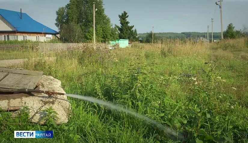 Село Борисово Залесовский район Алтайский край. Гуниха Алтайский край Залесовский район. Черемушкино Алтайский край Залесовский район. Алтайский край деревня Талица Залесовский район. Погода черемушкино алтайский край