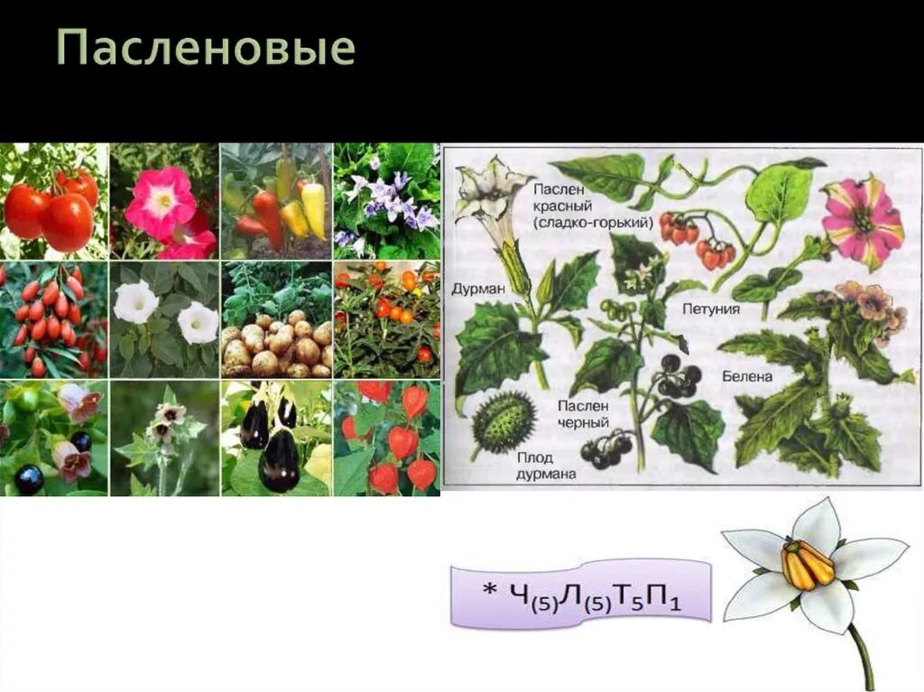 Человек разводит овощные культуры семейства пасленовые