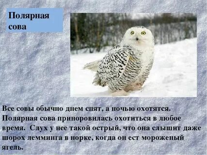 Полярная сова какая природная зона