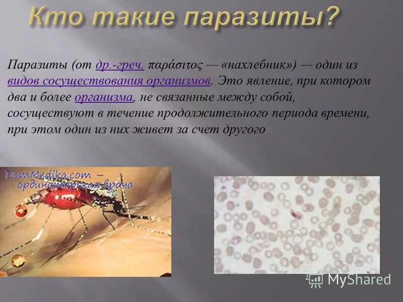 Симбиоз комменсализм примеры. Что один организм нахлебник извлекает от другого. Форма симбиоза при которой один. Виды сосуществования организмов. Социальный паразитизм.
