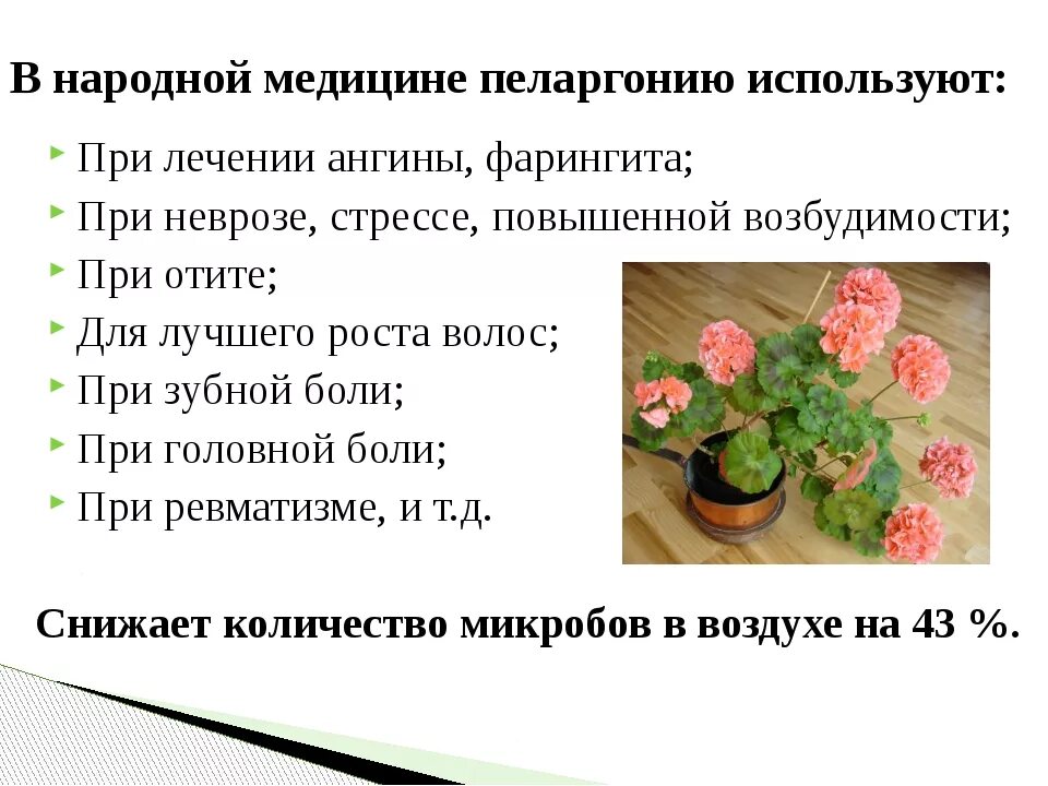 Лечебные комнатные растения герань. Герань в народной медицине. Герань полезные свойства. Чем полезен цветок герань.