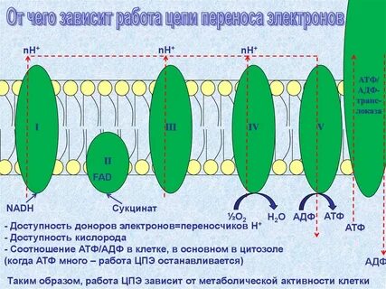 Атф сколько цепей