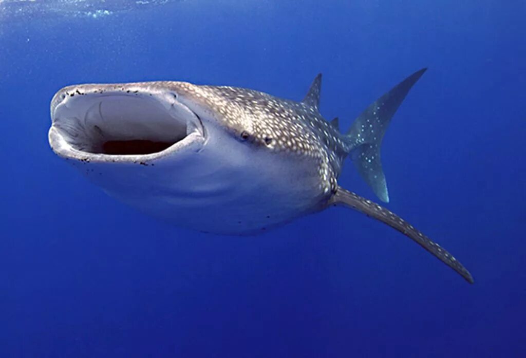 Акула открывает рот. Rhincodon typus акула. Китовая акула питается планктоном. Китовая акула и большеротая акула. Гигантская большеротая акула.